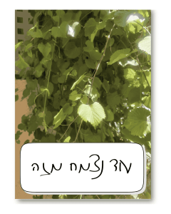 טו בשבט